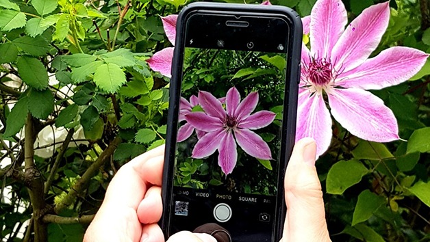 taking  a photo of a flower with a an iphone
