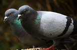 Pigeons