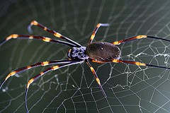 Spider