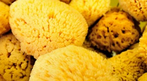 Yellow Sponges