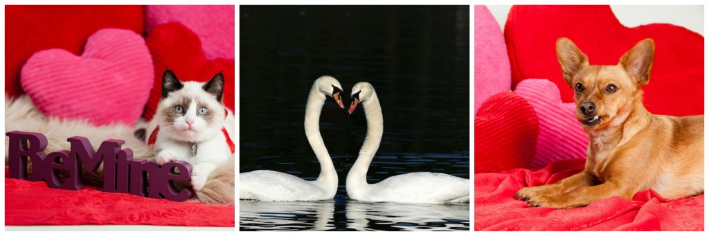 Animal Valentine collage