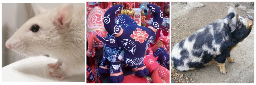 Rat Ox Pig collage