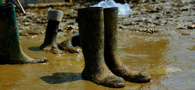 Festival wellies on sale