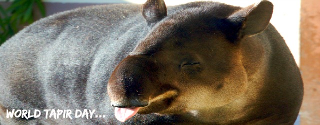 tapir facts