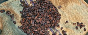 cozy grove cocoa bean
