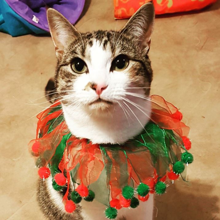 Cat in christmas outfit