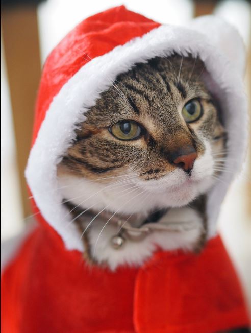 Cat in santa outfit