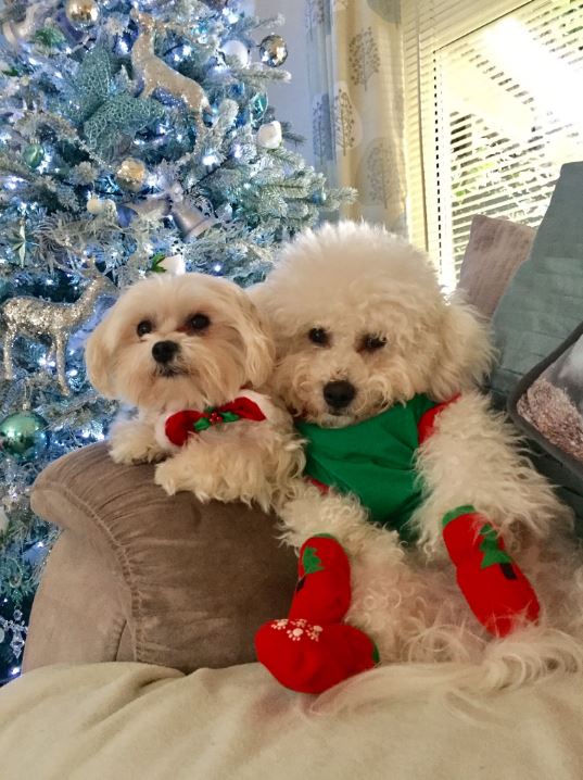 Cute dogs Christmas tree
