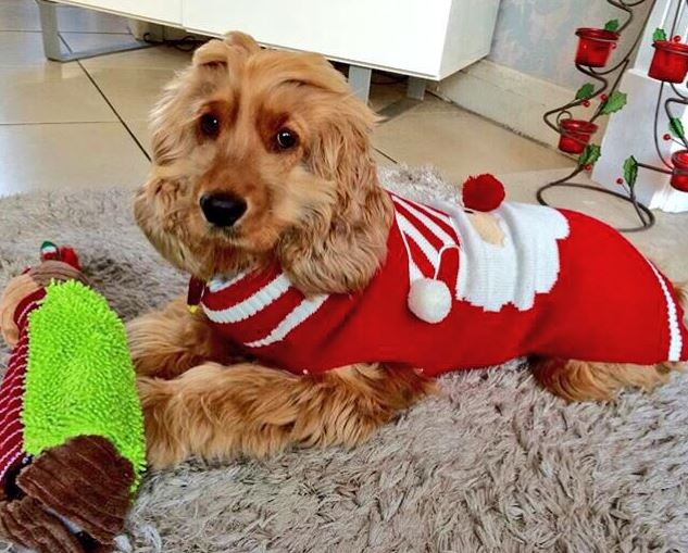 Dog in Christmas outfit