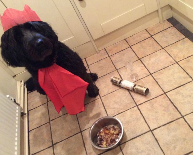 Dog with Christmas dinner