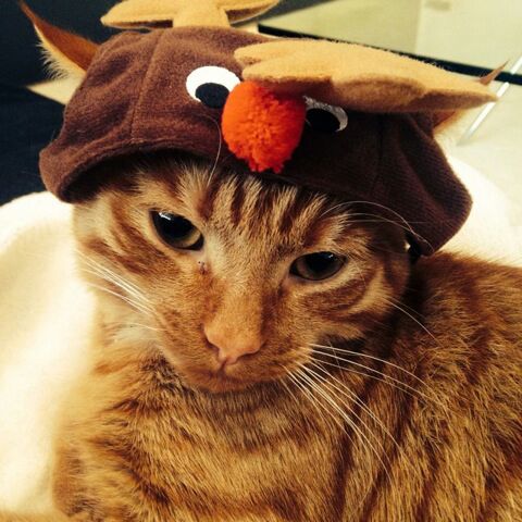 Cat in a Christmas hat