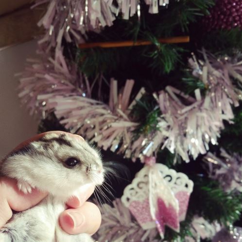 festive animal hamster