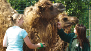 Zookeepers with camel