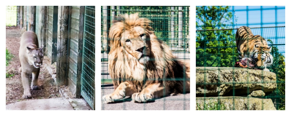 three big cats - puma, lion, tiger
