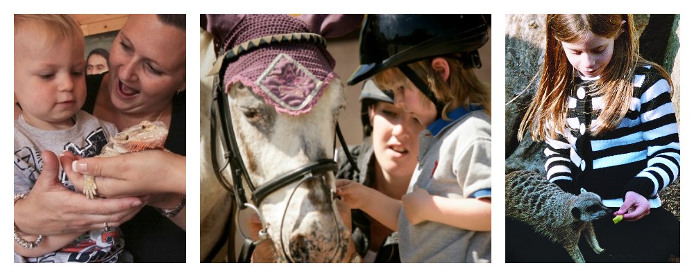 Animal experiences for kids, reptiles, horse riding, meerkats