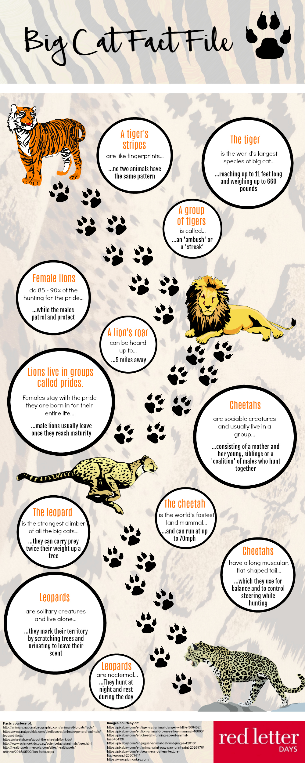 Big Cat Fact File Infographic