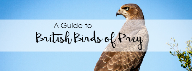 What's the commonest British bird of prey?