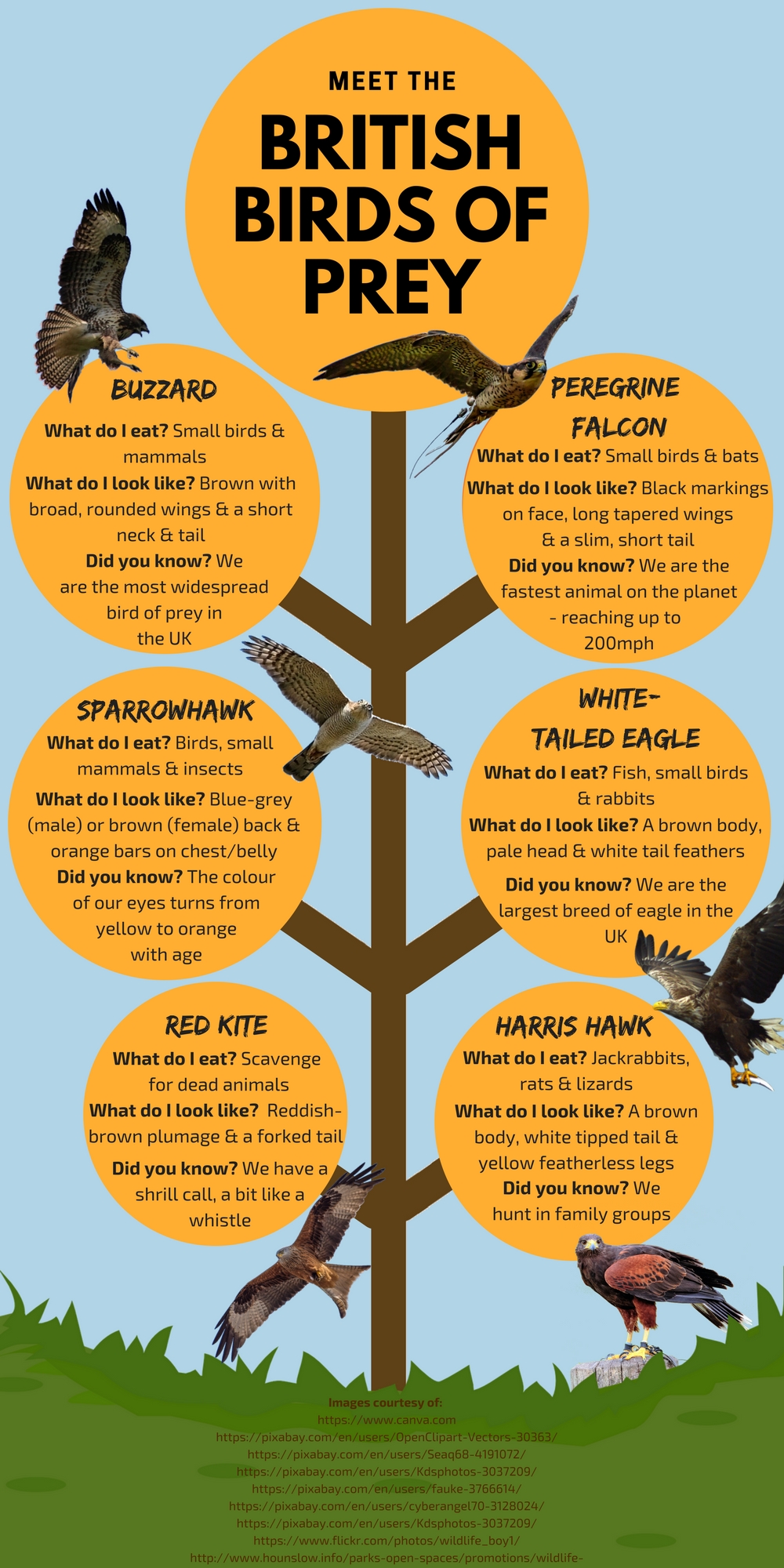 British birds of prey infographic