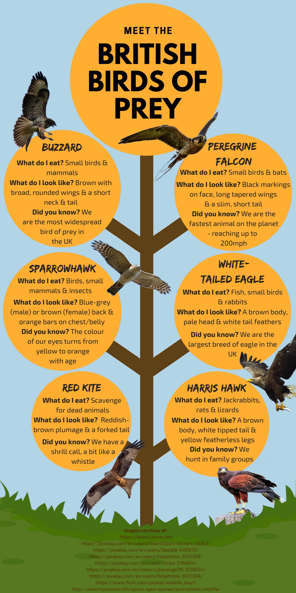 British birds of prey guide: how to identify raptors and where to