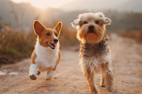 two happy dogs running alongside eachother