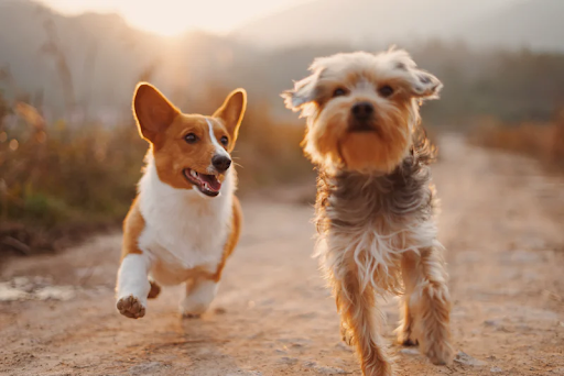 two happy dogs running alongside eachother