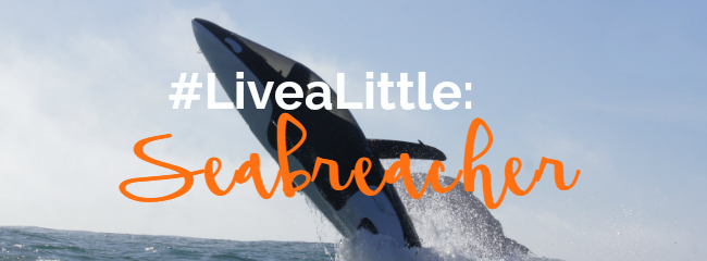 Livealittle Seabreacher Featured