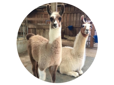 llamas