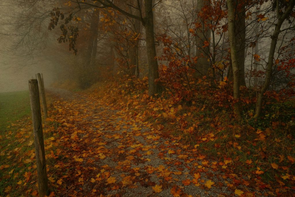 eerie woods