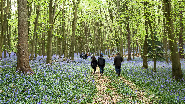 walk through the woods