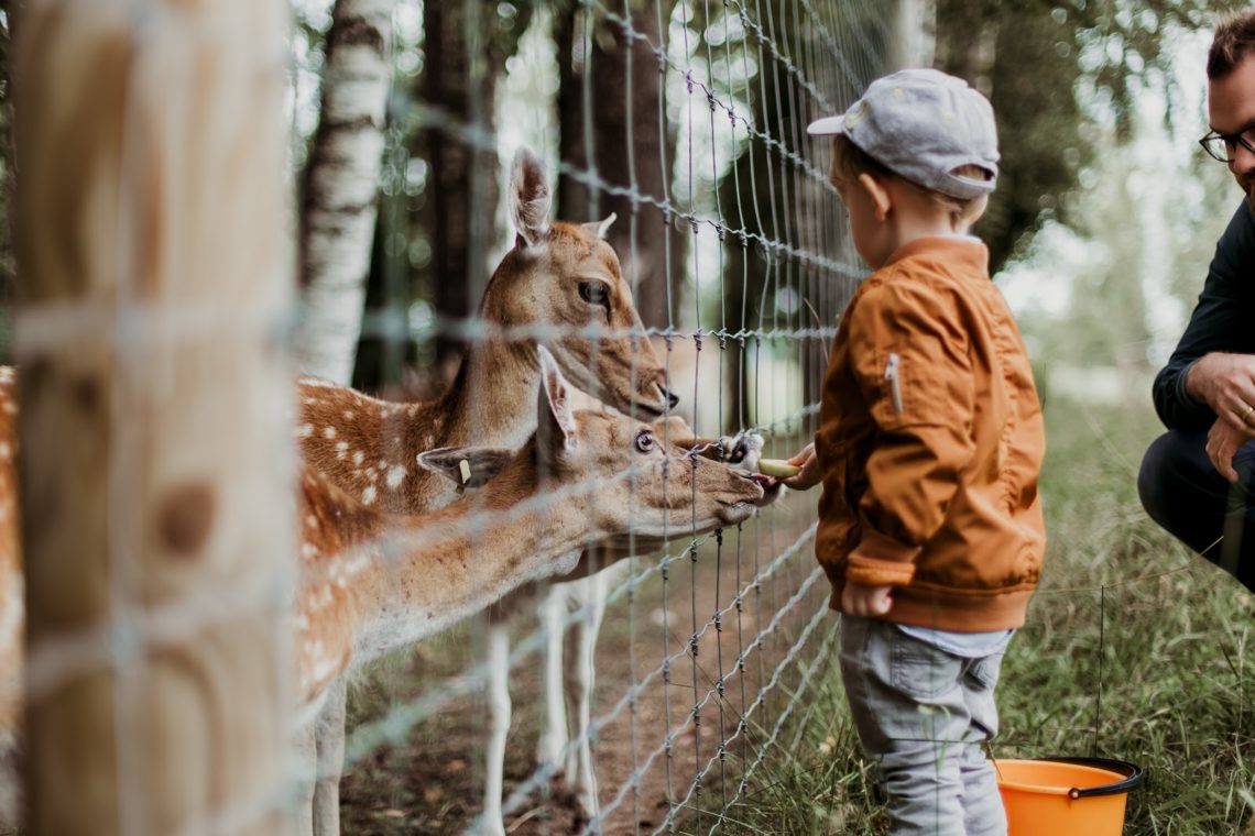 little boy at the zooe