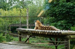 Paradise Wildlife Park tea with a tiger